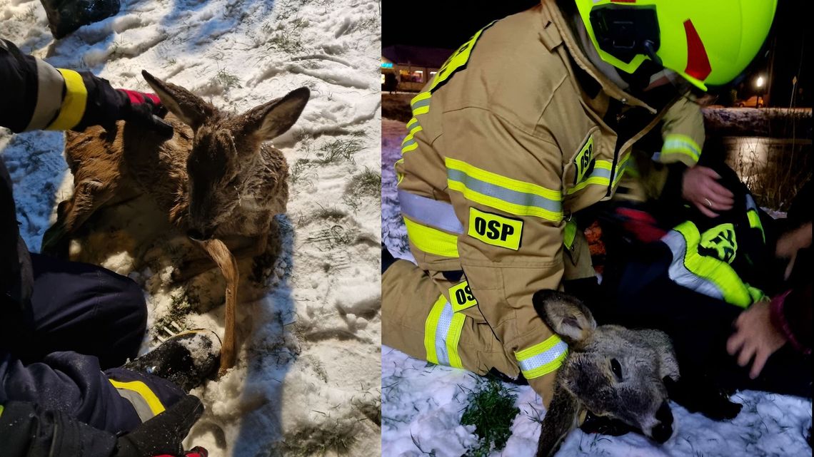 Mała sarna w dużych tarapatach. Na pomoc ruszyli strażacy
