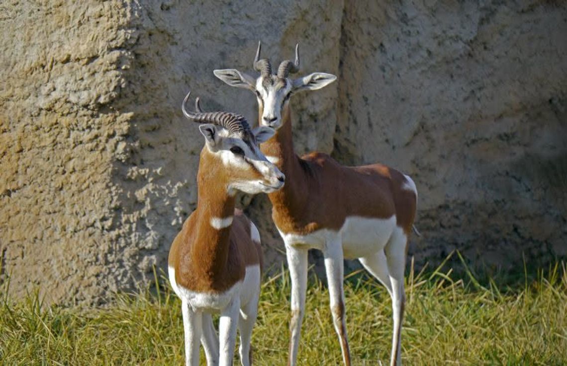 Gazela ZOO Zamość