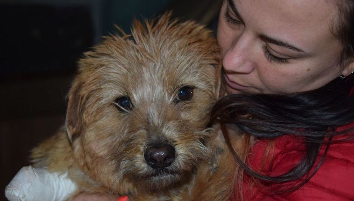 Mała suczka znaleziona w Chełmie straciła łapę. Została skatowana przez nieznanego sprawcę Mała suczka znaleziona w Chełmie straciła łapę. Została skatowana przez nieznanego sprawcę