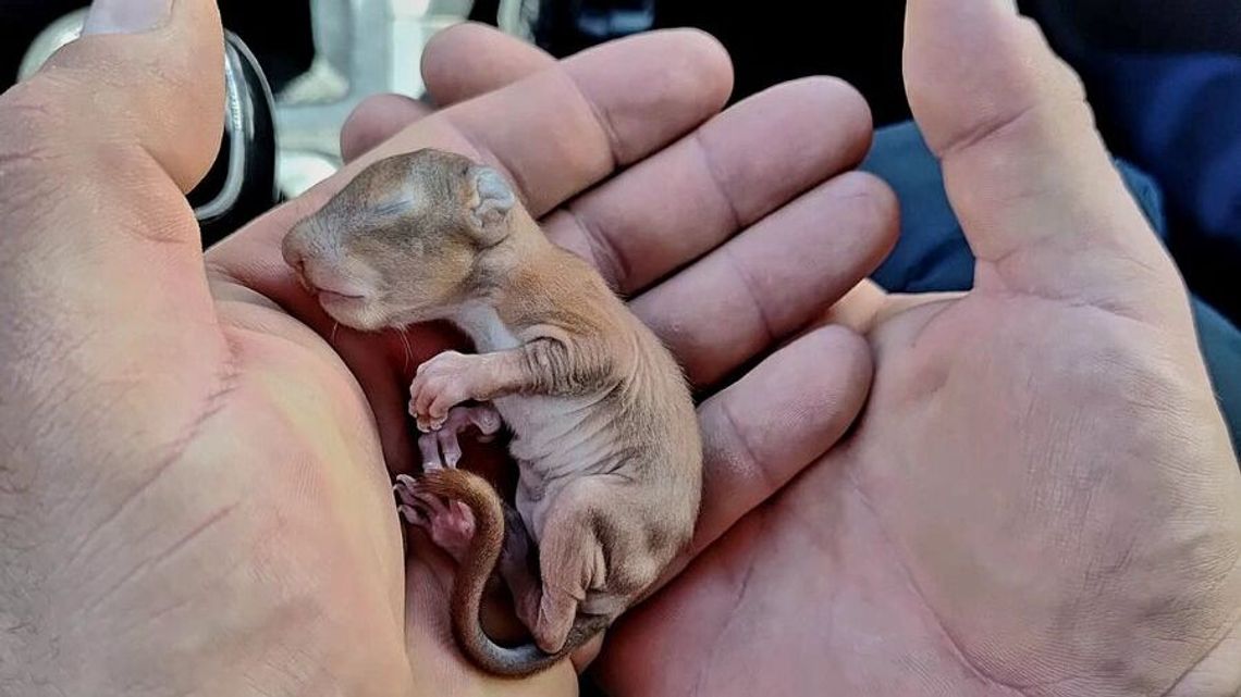 Mała wiewiórka wypadła z dziupli. Pomogli jej policjanci