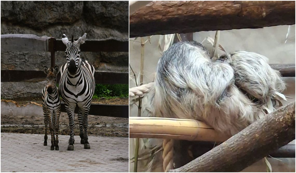 Mała zebra i leniwiec. Baby boom w zamojskim ZOO Mała zebra i leniwiec. Baby boom w zamojskim ZOO
