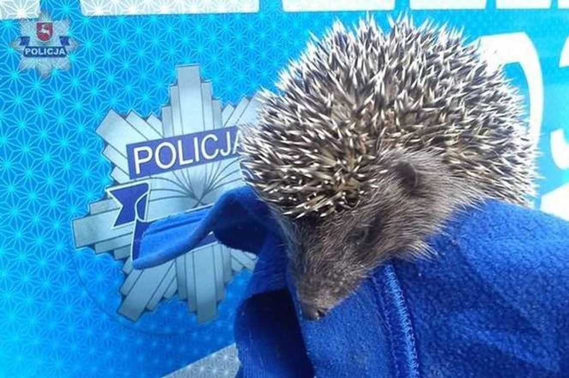 Małe jeże zamieszkały przy komendzie policji w Puławach