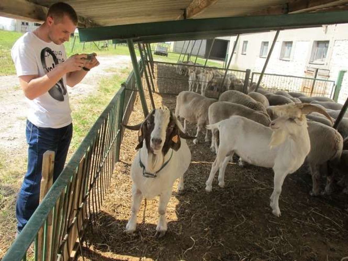 Małe przeżuwacze, duża sprawa. Kozy z Bezku zobaczysz w Sitnie Małe przeżuwacze, duża sprawa. Kozy z Bezku zobaczysz w Sitnie