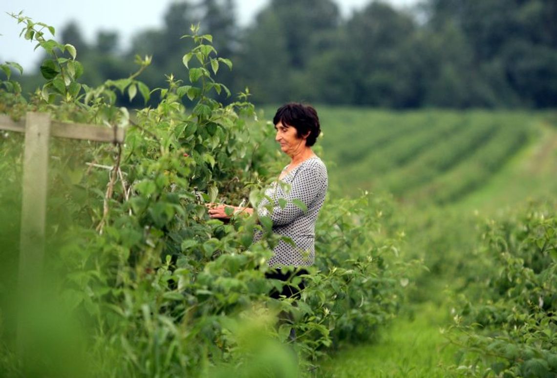 Maliny i porzeczki w tym roku nie dały zarobić