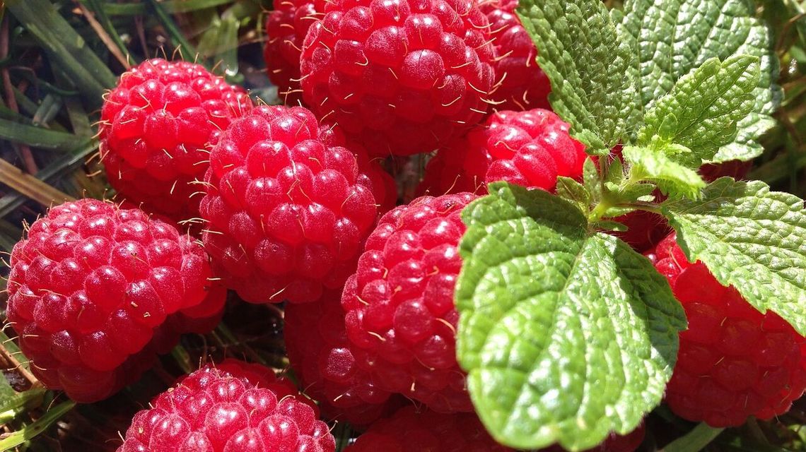 Maliny z Ukrainy i ryż z Birmy nie wjechały do Polski