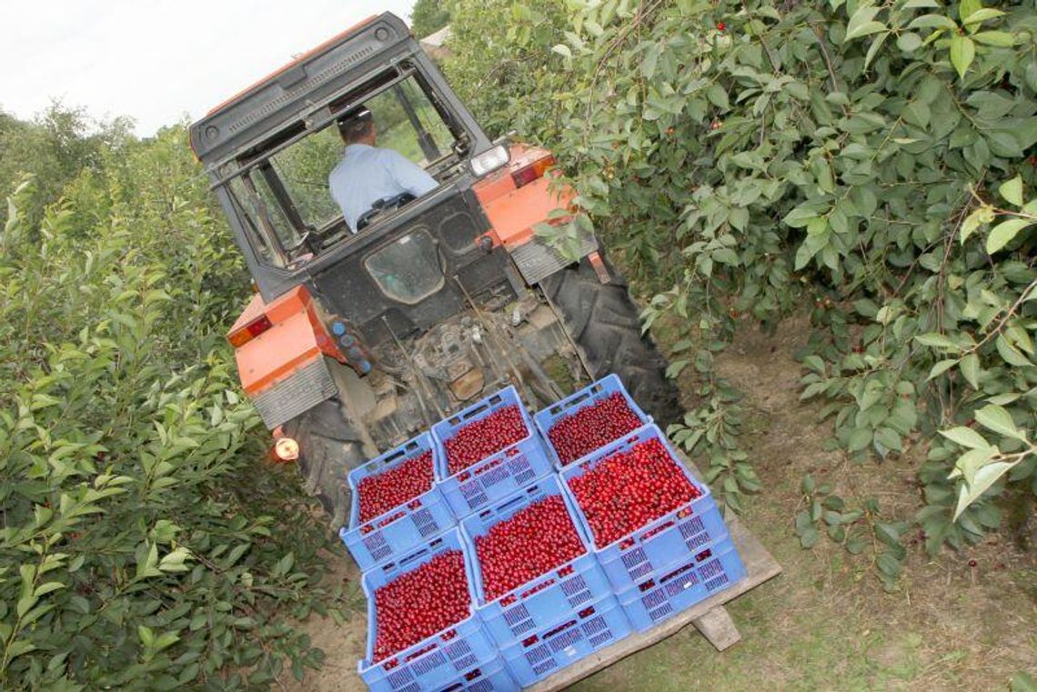 Mało chętnych do zbioru owoców? Nie w woj. lubelskim Mało chętnych do zbioru owoców? Nie w woj. lubelskim