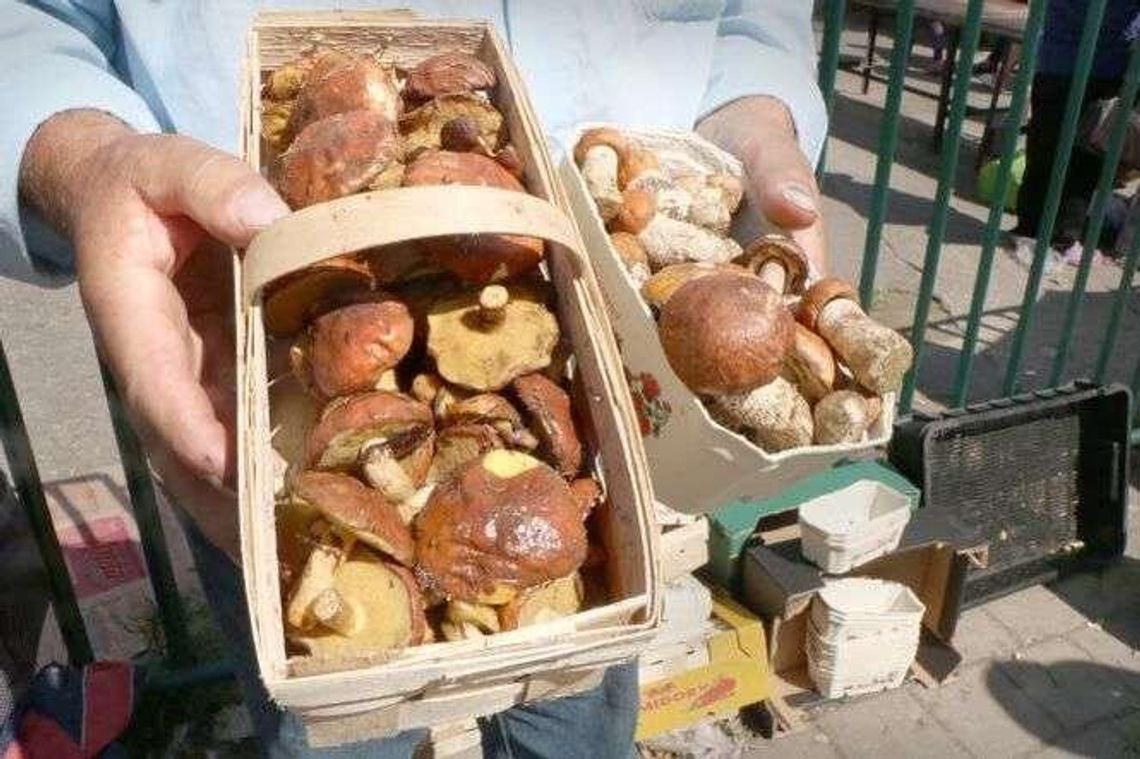 Mało grzybów w lubelskich lasach. Muchomorem zatruło się już pięć osób