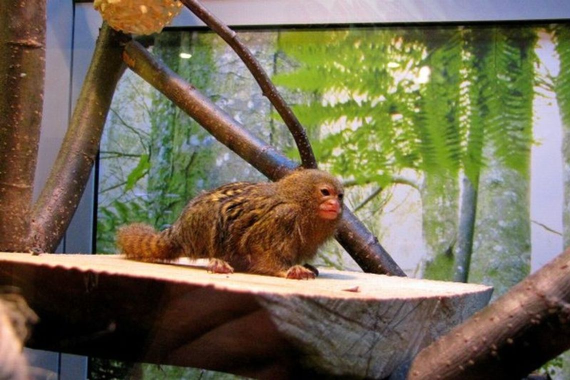 Małpka pigmejka w sklepie zoologicznym (zdjęcia, wideo)