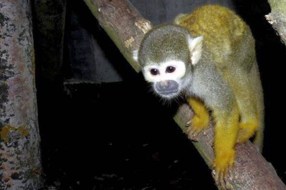 Małpki \"trupie główki\" zamieszkały w zoo w Zamościu (zdjęcia)