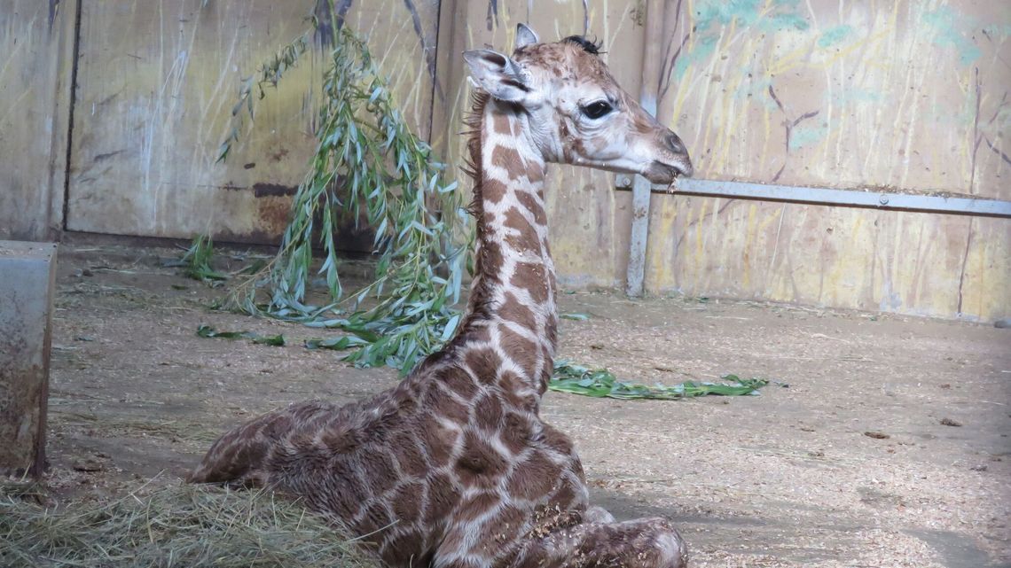 Maluch, który ma 170 cm. Zamojskie ZOO powitało żyrafę 