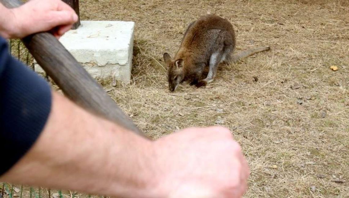 Mały kangur bennetta uciekł z zoo i biega po okolicach. "Nie jest groźny dla ludzi"