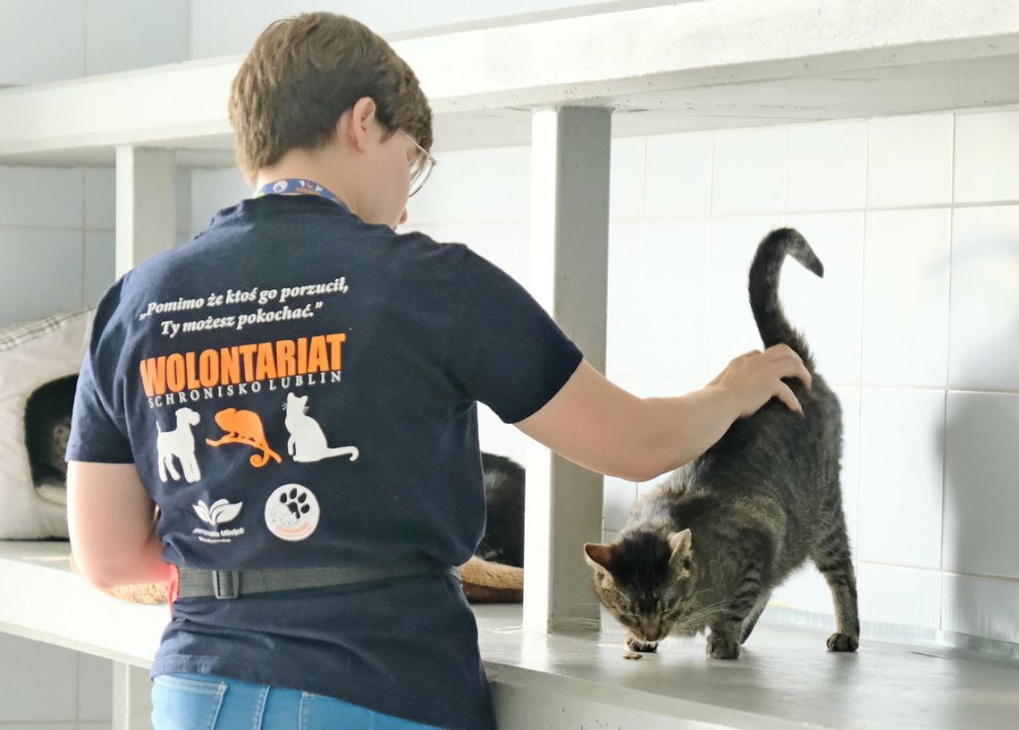 Mamy kota na punkcie kotów. Światowy Dzień Kota w Lublinie Wolontariuszka schroniska głaszcze kota