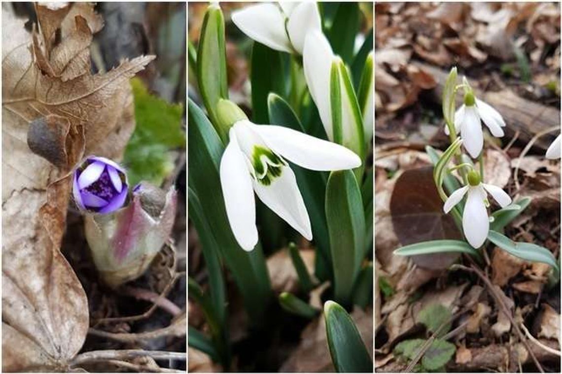 Mamy pierwsze oznaki wiosny. Ale zima jeszcze wróci
