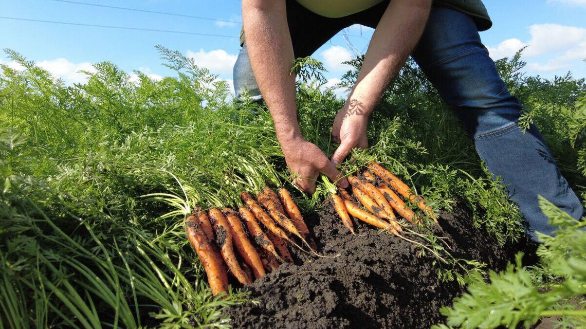 Mandat za marchewkowe pole