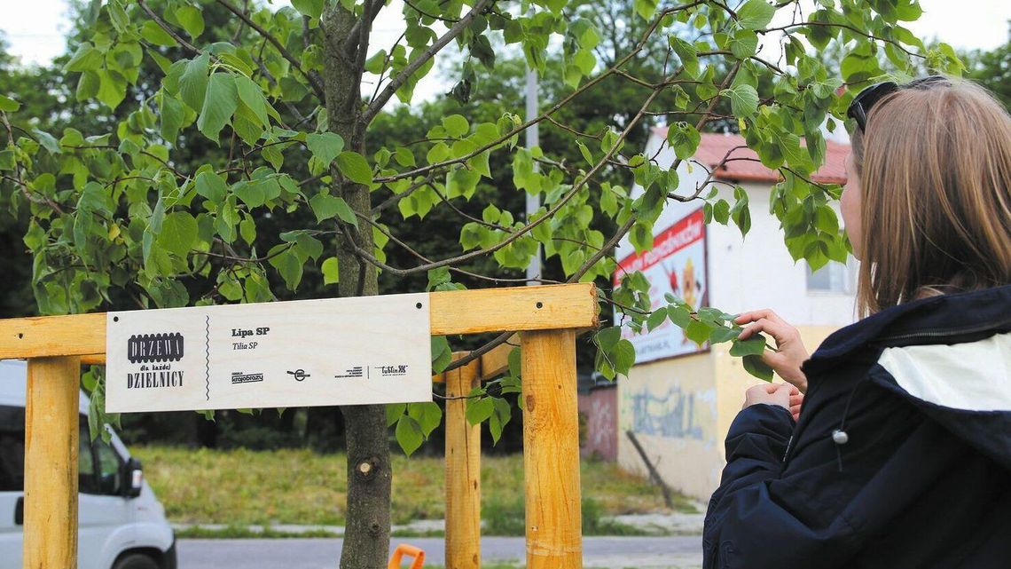 Mapa nasadzeń drzew w Lublinie miała być na wiosnę. Terminy mijają, efektu brak