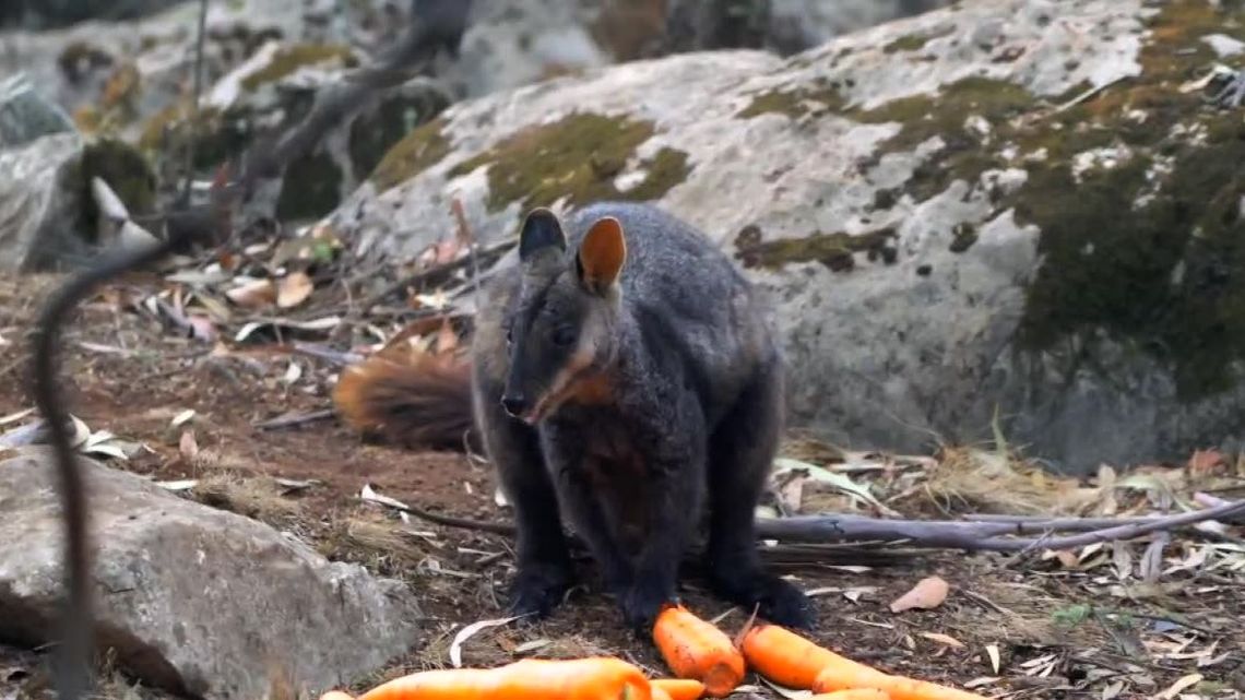 Marchewki i ziemniaki spadają z nieba. Trwa wielkie dokarmianie dzikich zwierząt w Australii