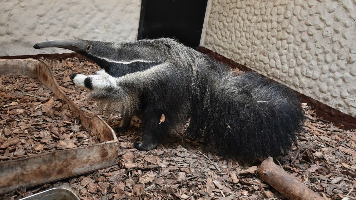 Maria z Dortmundu. Nowa mieszkanka zoo w Zamościu