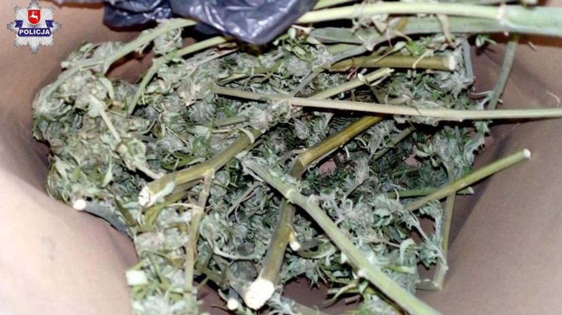 Marihuana w domku na działce. "Mężczyzna był zaskoczony wizytą policjantów"