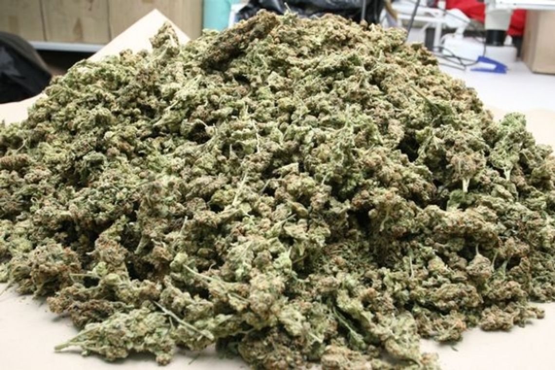 Marihuana za pół miliona złotych w mieszkaniu na Kalinowszczyźnie (wideo)