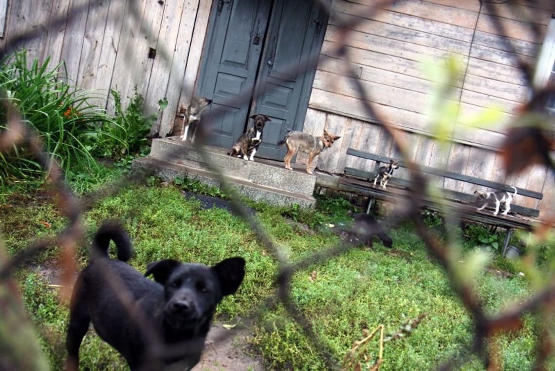 Markuszów: Kilkadziesiąt psów na posesji. Uciekają i atakują ludzi