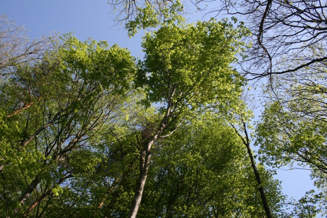 Marsz na orientację przez Stary Gaj. Zapisy ruszyły Marsz na orientację przez Stary Gaj. Zapisy ruszyły