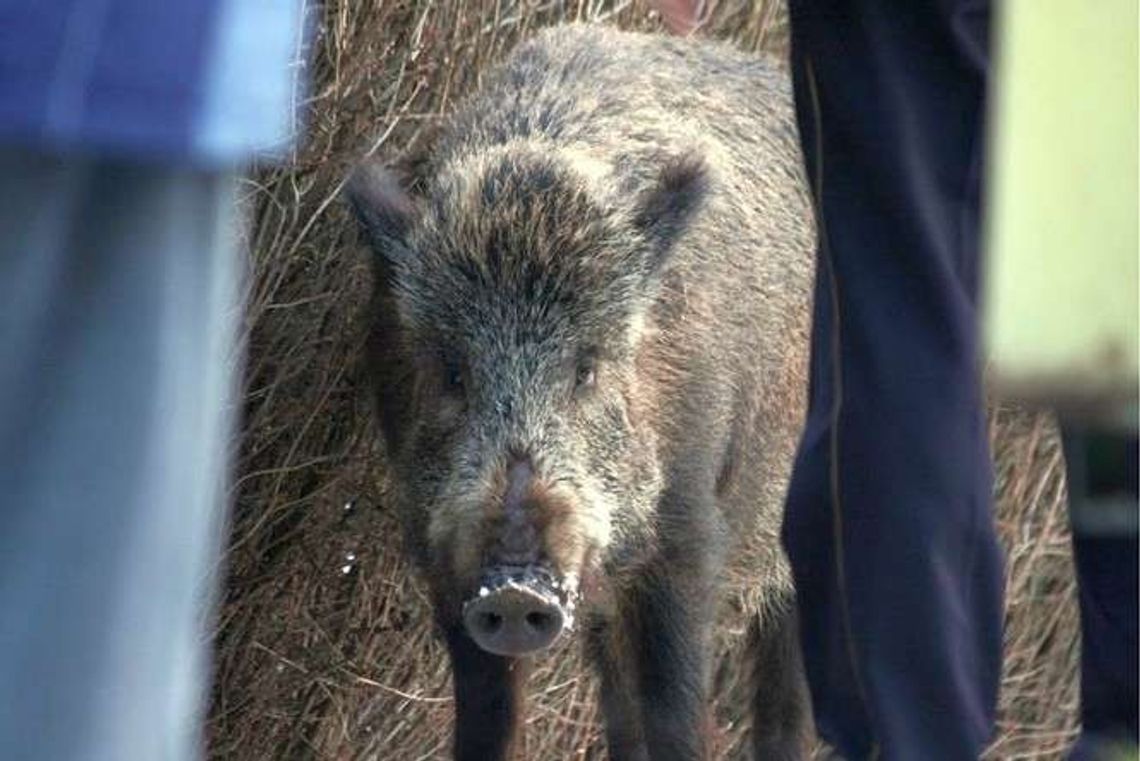 Marszałek chce odstrzelić wszystkie dziki. W woj. lubelskim może ich żyć 25 tys.