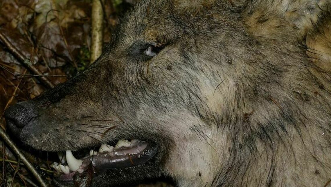 Martwe bieliki i wilk. Prokuratura zleciła sekcję zwłok 