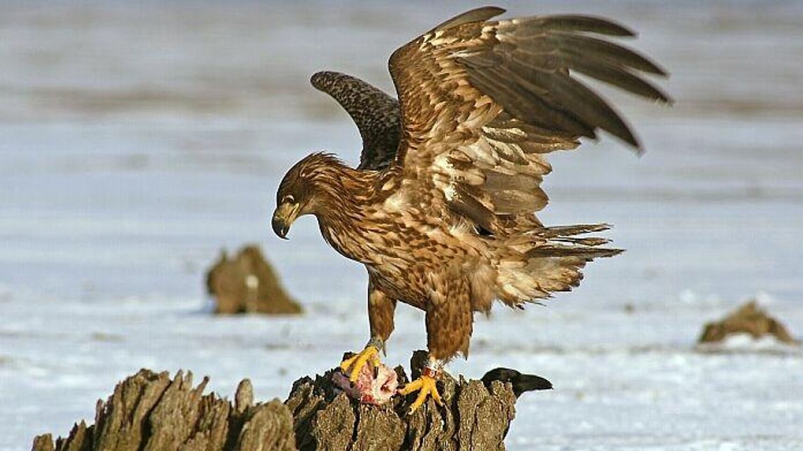 Martwe bieliki w powiecie bialskim. Czy to było otrucie? Martwe bieliki w powiecie bialskim. Czy to było otrucie?