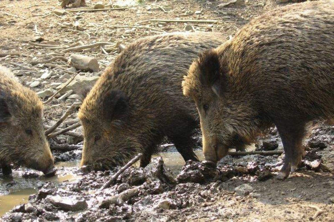 Martwe dziki w Białej Podlaskiej. Trwają badania