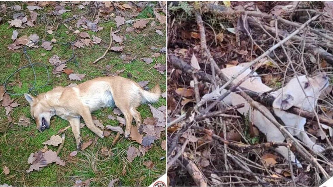 Martwe psy w okolicy Puław: zatrzymany 25-latek, który rozkładał wnyki