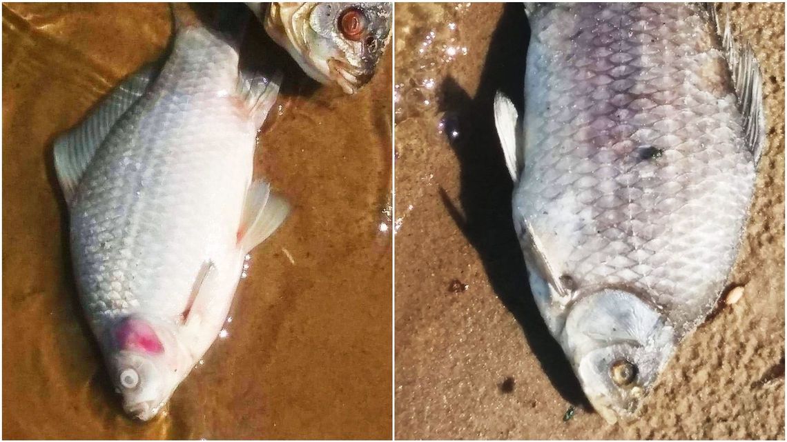 Martwe ryby na plaży nad zalewem w Kraśniku. Próbki zbada laboratorium Martwe ryby na plaży nad zalewem w Kraśniku. Próbki zbada laboratorium