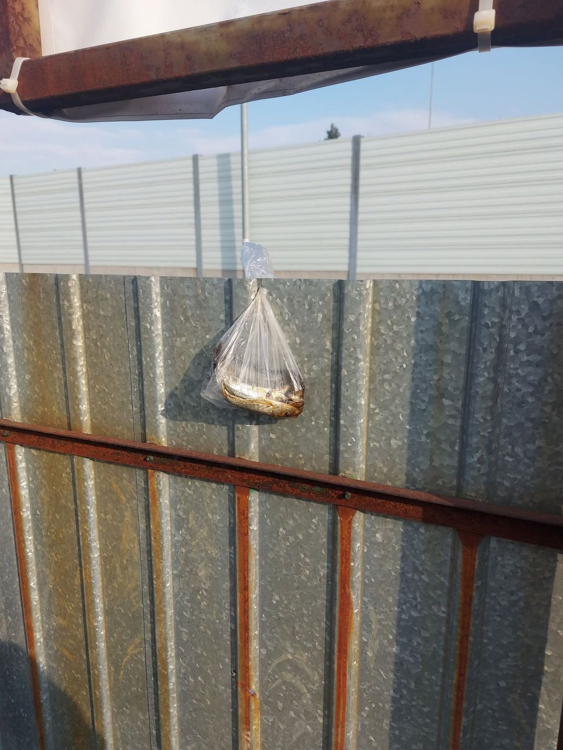 Martwe ryby na płocie warsztatu. Groźba czy makabryczny żart?