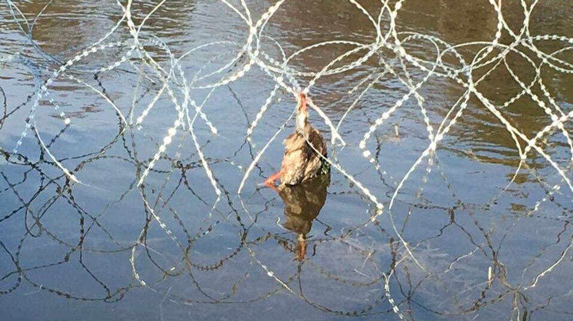 Martwe zwierzęta w zasiekach nad Bugiem. Jednak było tajemnicze pismo z ostrzeżeniem
