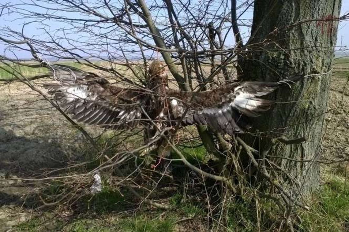 Martwy orzeł przedni rozwieszony na drzewie. "To skrajnie nieliczny gatunek w Polsce"