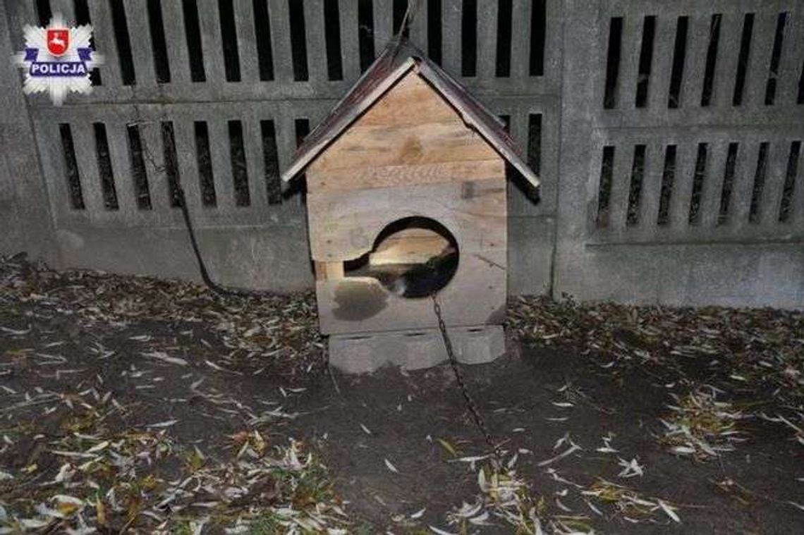 Martwy pies na łańcuchu, drugi w budzie. Nie jadły od kilku tygodni Martwy pies na łańcuchu, drugi w budzie. Nie jadły od kilku tygodni