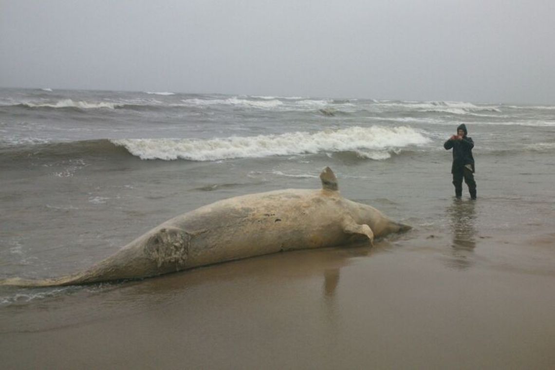 Martwy waleń butlonosy na plaży niedaleko Łaz (zdjęcia)