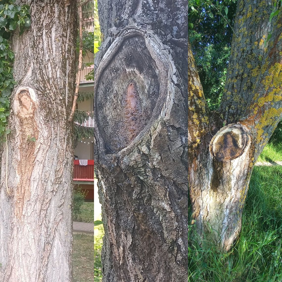 Matka Boska na drzewach w Lublinie? Dziwne zjawisko na Czubach