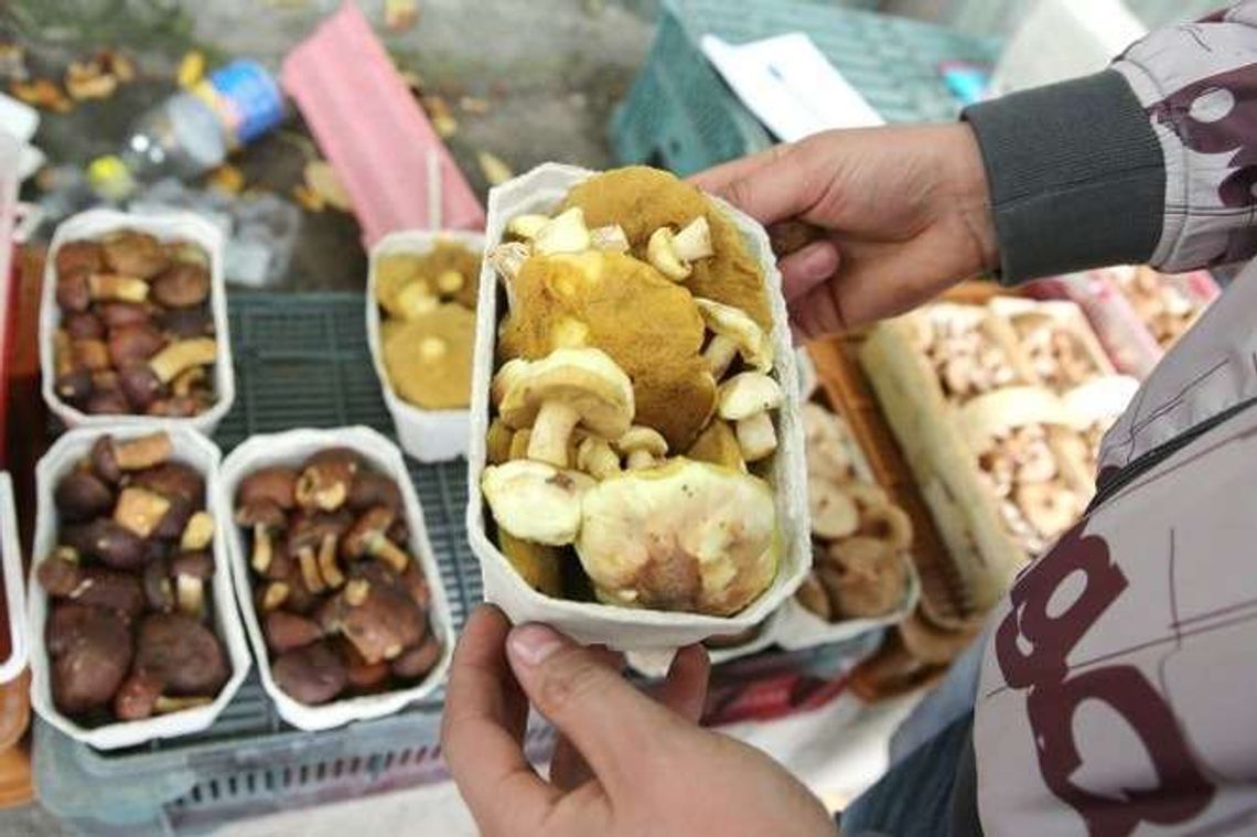 Maślak czy kania? Przepisy na potrawy z grzybami