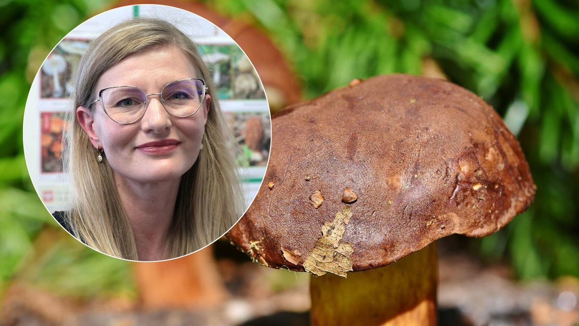 Maślaki, koźlarze i borowiki, czyli idziemy na grzyby. Co powinniśmy wiedzieć? Maślaki, koźlarze i borowiki, czyli idziemy na grzyby. Co powinniśmy wiedzieć?