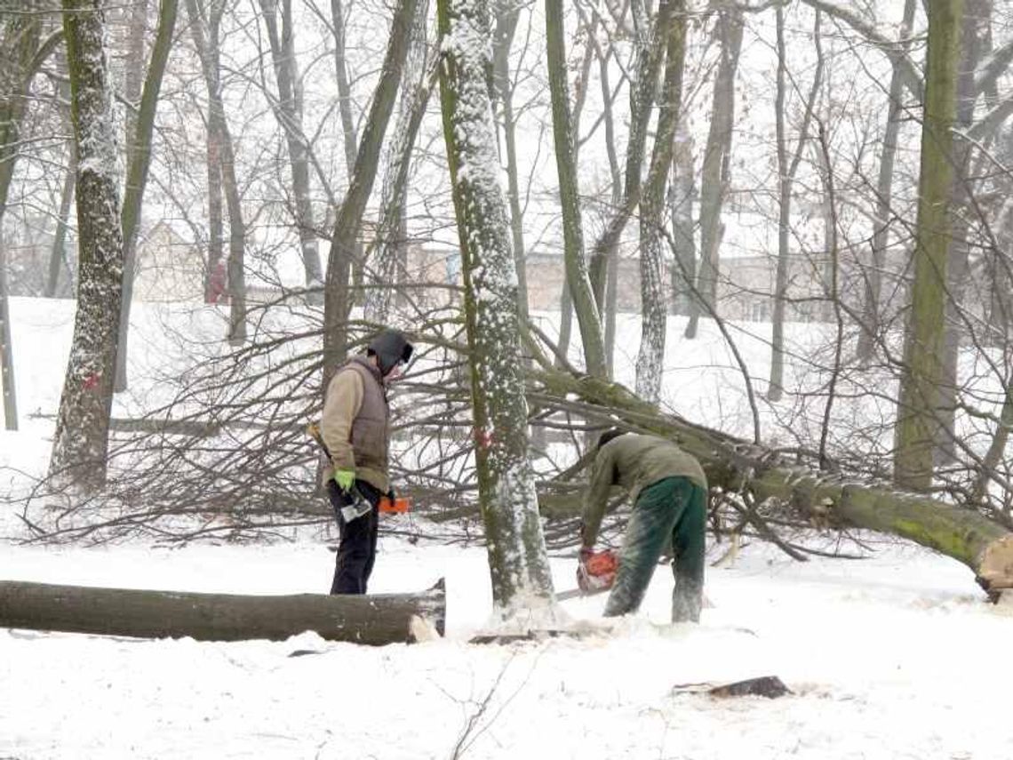 Masowa wycinka w parku Radziwiłłów. \"Nikt nie patrzy drwalom na ręce\"