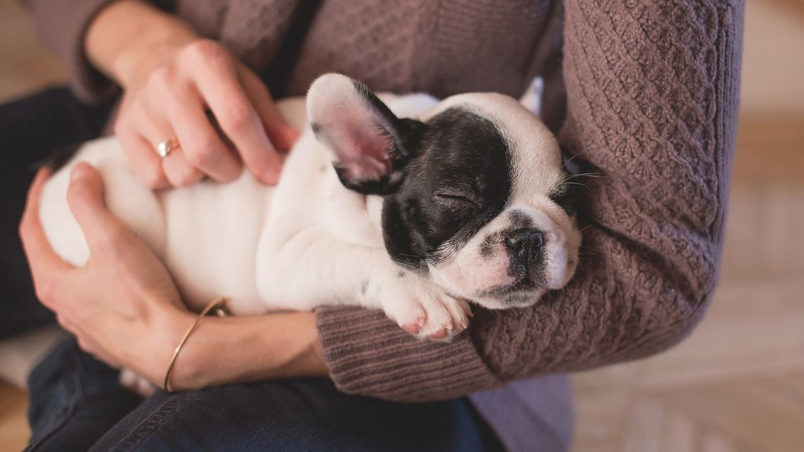 Masz już najlepszego przyjaciela? W niedzielę lubelskie schronisko zaprasza w odwiedziny
