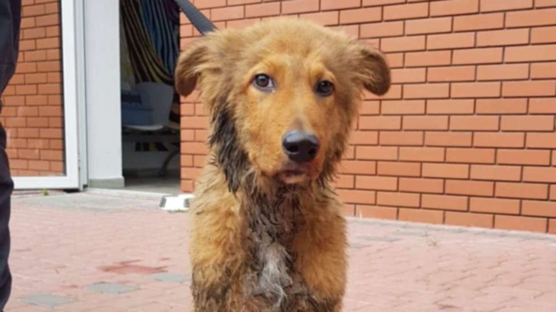 Matka i córka skakały po worku. Z wewnątrz dobiegał skowyt psa