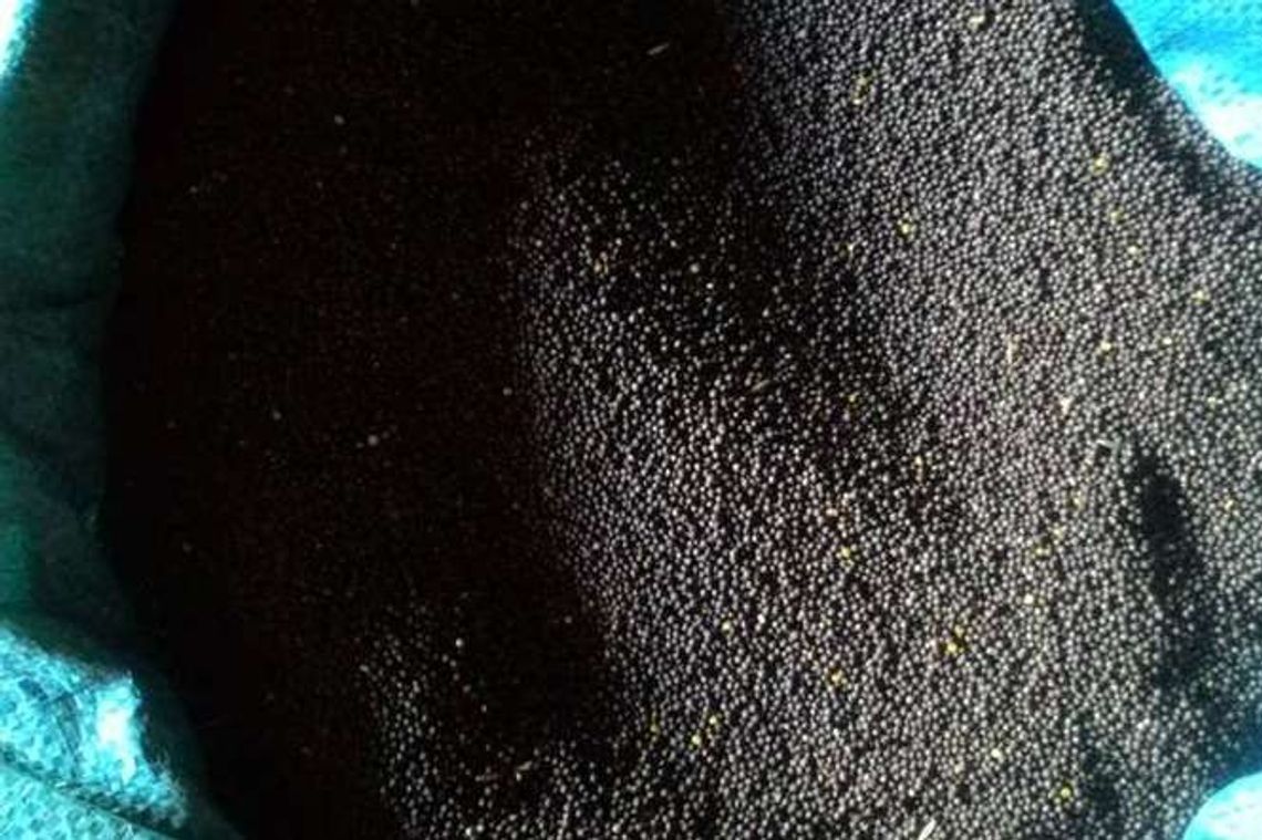 Matka i syn chcieli ukraść z ulicy pół tony rzepaku 