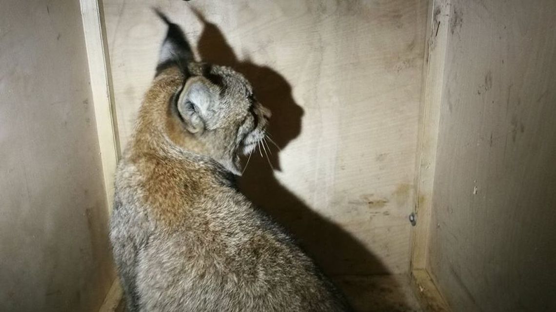 Matka młodego rysia zginęła na Roztoczu potrącona przez samochód. Malucha udało się uratować