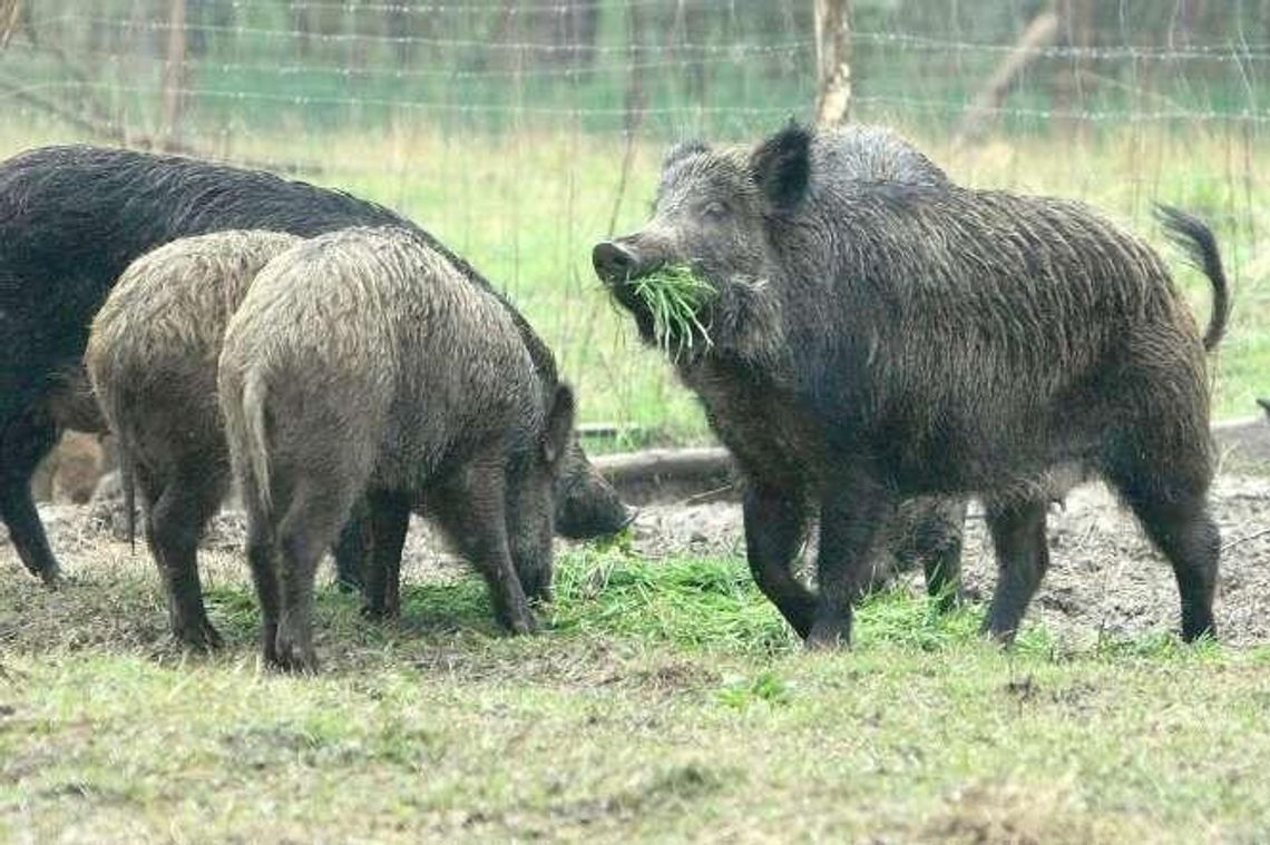 Matka świnia, ojciec dzik. W Lubelskiem jest już 7 hodowli świniodzika