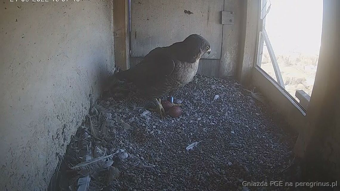 Matka z synem założyła na kominie rodzinę. Ornitolodzy znają takie przypadki