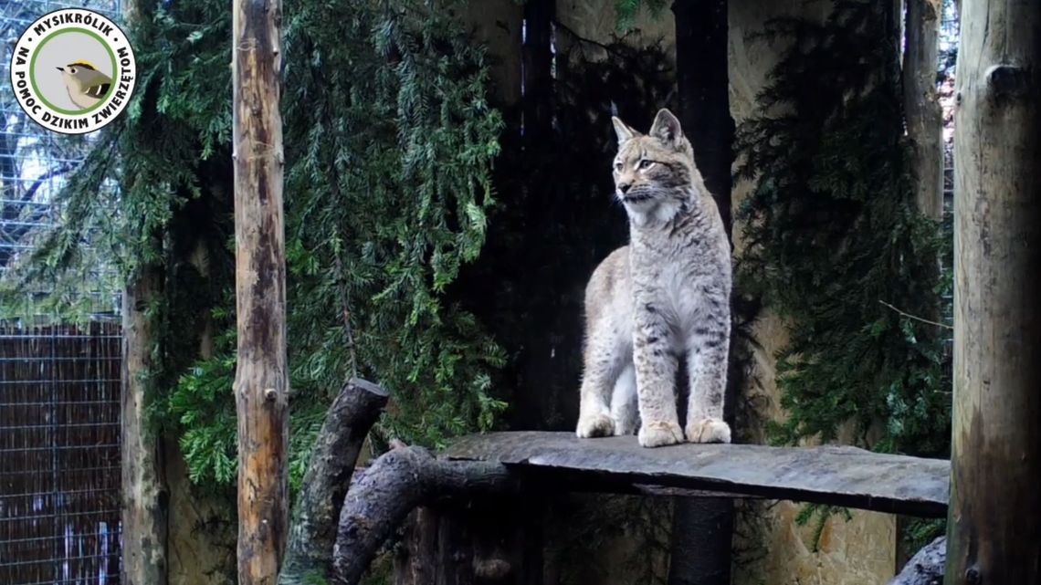 Matkę małego rysia potrącił samochód. Horaj już dorósł i czeka na powrót na Roztocze Matkę małego rysia potrącił samochód. Horaj już dorósł i czeka na powrót na Roztocze