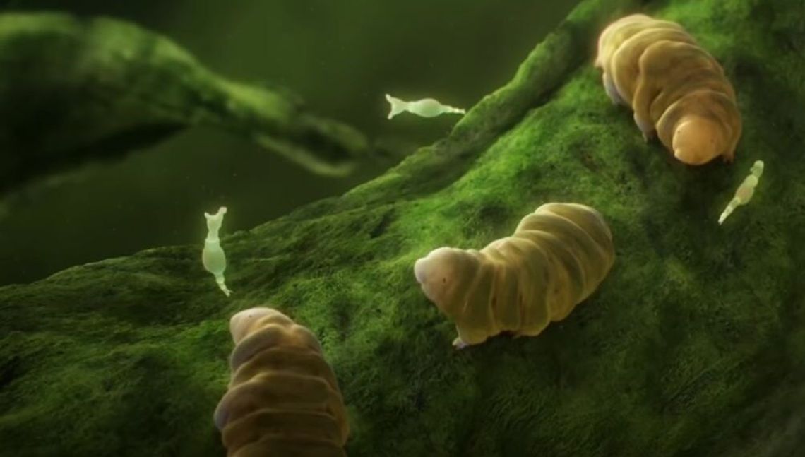 Męczą go na wszelkie sposoby – a on nic Męczą go na wszelkie sposoby – a on nic