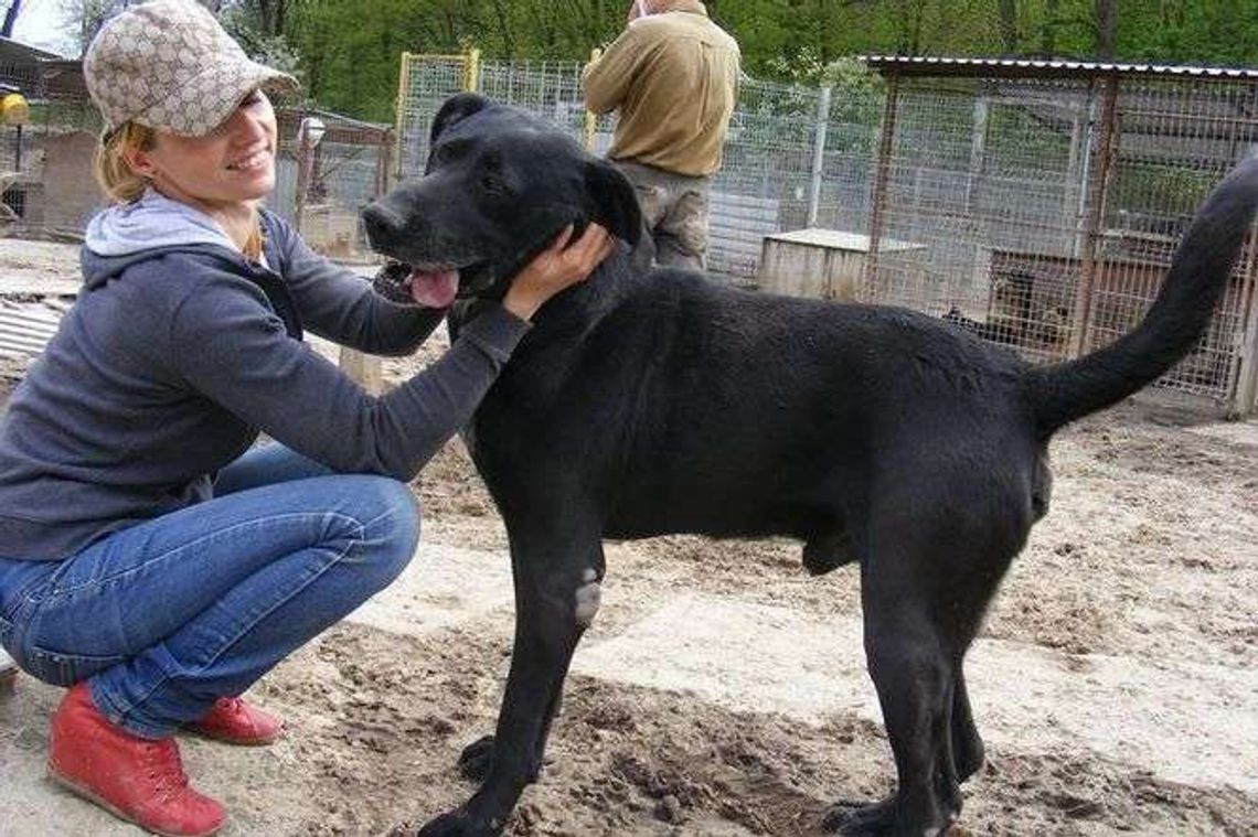 Mefisto, Mija, Wafel i inne psy z Krzesimowa do adopcji [zdjęcia]