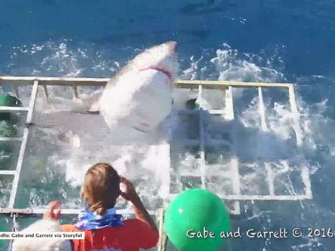 Meksyk: Rekin rozerwał klatkę, w której był nurek (wideo)